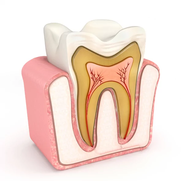 A 3D cross-section illustration of a tooth showing its internal structure. The image displays the enamel, dentin, pulp, and root canal within the gum tissue. The pulp chamber is highlighted in red, indicating the nerves and blood vessels inside the tooth.