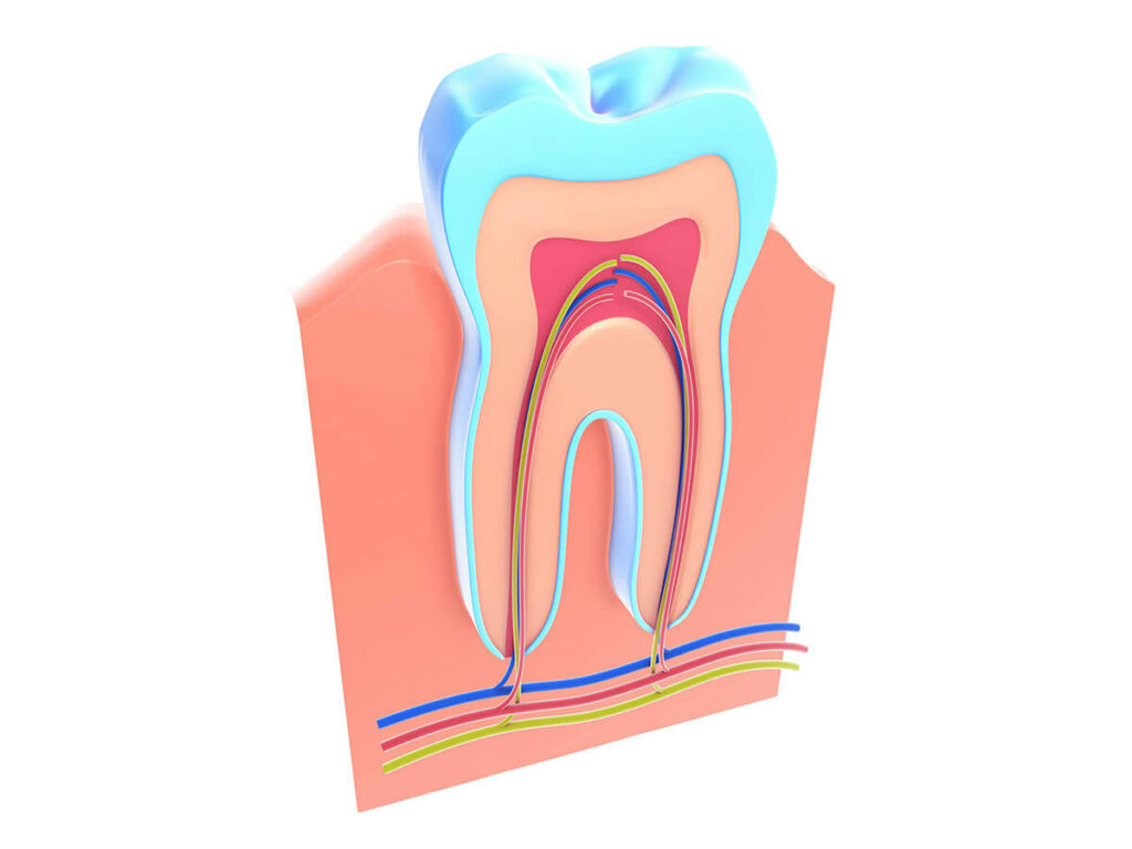 A detailed 3D cross-section illustration of a tooth showing its internal structure. The image highlights the enamel (blue), dentin (peach), pulp (red), and root canals with nerves and blood vessels (colorful lines). The tooth is set within the gum tissue, demonstrating the anatomical layers and components of a tooth.